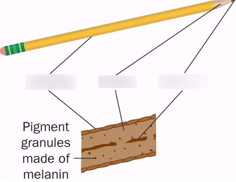 Fingerprints And Hair Diagram Quizlet