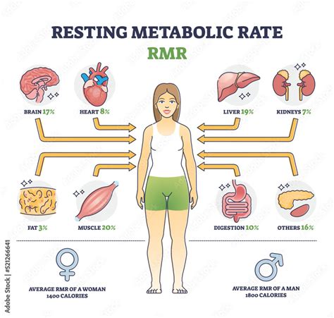 Resting Metabolic Rate Or Rmr As Body Calories Consumption Outline