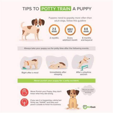 Dog Potty Training Tips | Train Your Puppy with Confidence