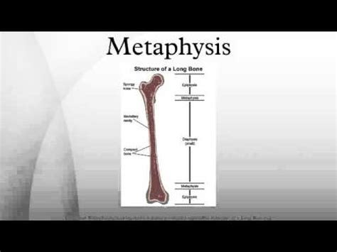 Metaphysis - YouTube