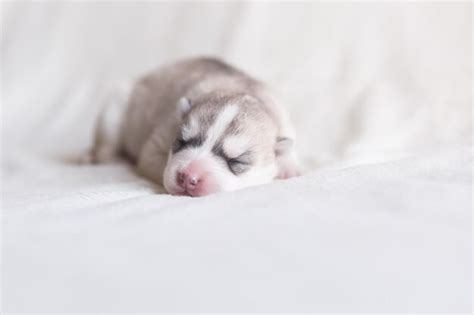 Premium Photo | Dog sleeping on bed