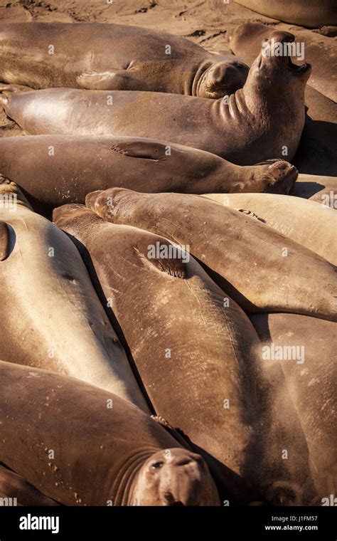 Elephant Seals Sleeping On The Beach Piedras Blancas Elephant Seal Rookery San Simeon