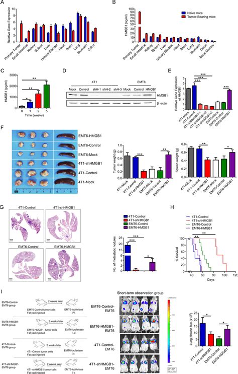 Hmgb1 Derived From Tumor Cells Is Responsible For Lung Metastasis Of