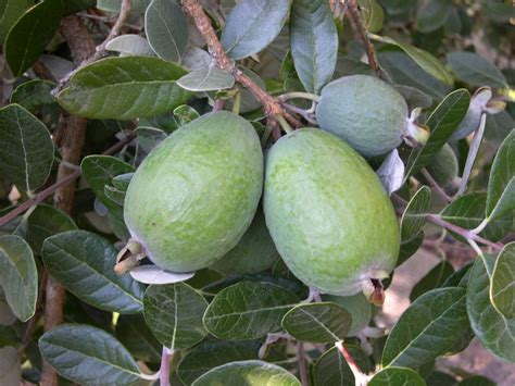 Como Plantar Feijoa Horta Em Casa