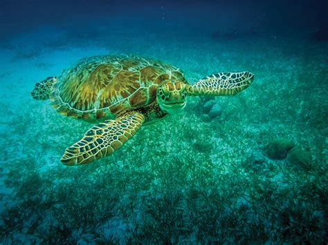 Sea Turtle In Caribbean Sea Caye Caulker Belize Go Next