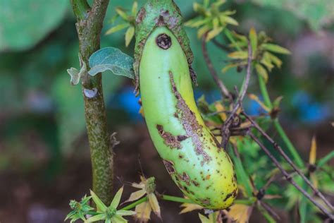 Learn About Eggplant Pests And Diseases