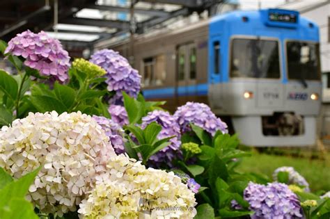 京王井の頭線西永福〜浜田山駅間の紫陽花。 東京都杉並区 路地裏のぽっぽや ウェザーニュース