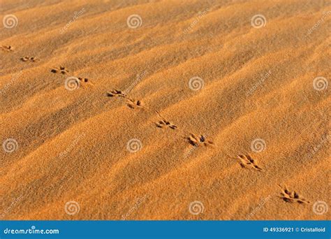 6185 Animal Footprints Stock Photos Free And Royalty Free Stock Photos