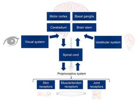 Simplified Overview Of The Various Systems And Regulators Involved In