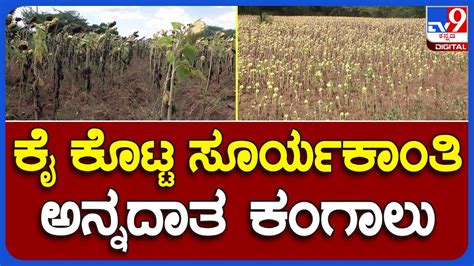 Sun Flower Crop Loss ಇಳುವರಿನೂ ಇಲ್ಲ ಬೆಂಬಲ ಬೆಲೆನೂ ಇಲ್ಲ ಸೂರ್ಯಕಾಂತಿ ಬೆಳೆದ ಅನ್ನದಾತನ ಕಣ್ಣೀರು Tv9b