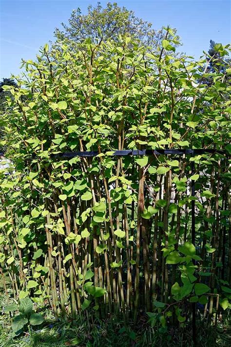 Weeds That Look Like Bamboo A Z Animals