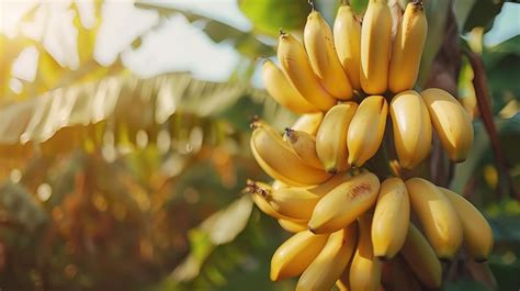 Premium Photo Banana Tree Plantation In Nature In Field With Sunlight