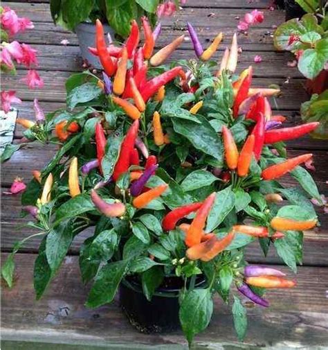 Pimentas Ornamentais Pode Comer - 15 tipos de variedades de pimienta ornamental | ¿Puedes comer pimientos ...