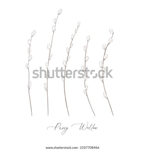 Pussy Willow Spring Branch Botanical Hand Stock Vector Royalty Free