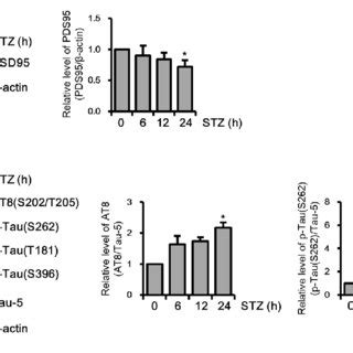 Effect Of Streptozotocin STZ On Changes In Drp1 Related