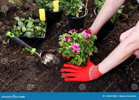 Mujer Del Jardinero Que Planta Las Flores En Su Jardín Mantenimiento