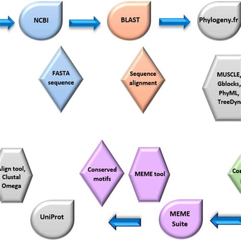 Workflow For Identification Of Conserved Sequences In The Promoters Of