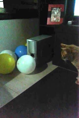 Gato Michi Juega Con Globos Youtube