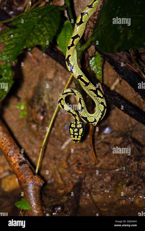 Sri Lankan Green Pit Viper Trimeresurus Trigonocephalus Adult Hanging