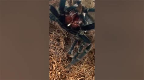 Tarantula Pairing Gone Wrong 😱💀 Tarantulas Tarantula Arachnid Spider Tarantulapairing Youtube