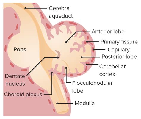 Desenvolvimento Do Sistema Nervoso E Face Concise Medical Knowledge