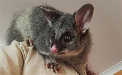 Close call for possum ‘pet’ | The West Australian