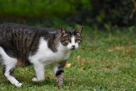 cat kitten feline  photo  pixabay
