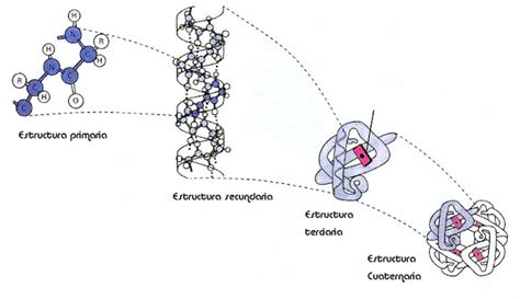 Proteínas: enlace peptídico, estructura de las proteínas (primaria ...