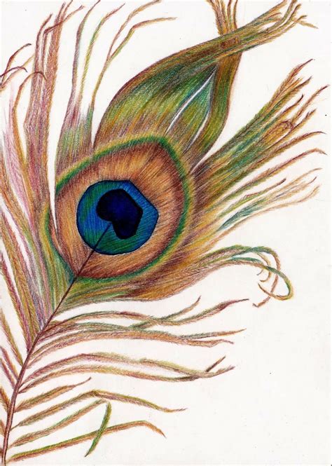 peacock feather drawing peacock feather drawing feather drawing