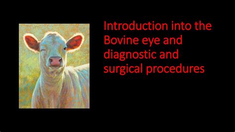 Ppt Introduction Into The Bovine Eye And Diagnostic And Surgical