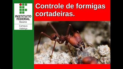 Controle Alternativo De Formigas Cortadeiras Parte Youtube