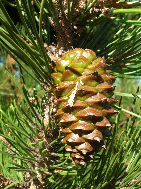 Biology is life: Gymnosperms