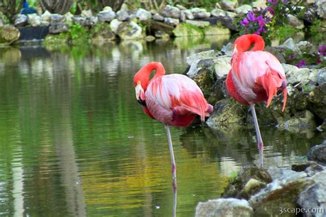 Flamingos Photograph - Landscape & Travel Photography for Sale by Adam ...