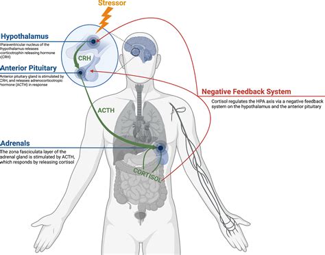 Sex Differences In The Neurobiology Of Stress Psychiatric Clinics