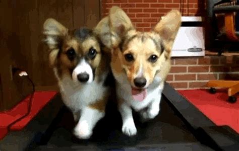 Corgi Puppy Stampede 