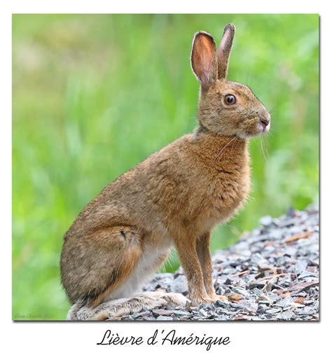 Lievre d Amérique Snowshoe Hare 153A3892 a photo on Flickriver