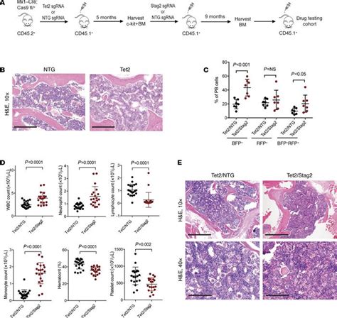 JCI Insight - Cohesin mutations alter DNA damage repair and chromatin ... 