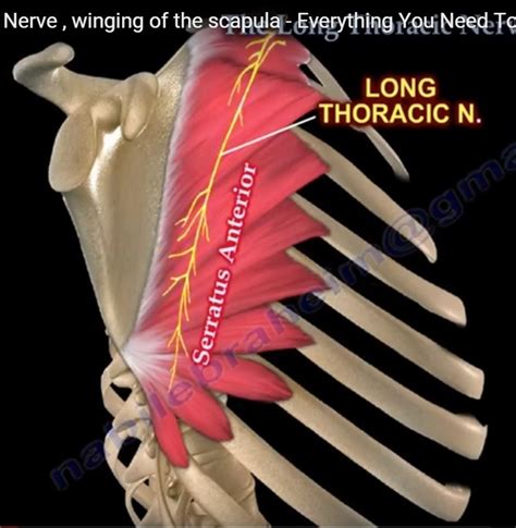 The Long Thoracic Nerve — OrthopaedicPrinciples.com