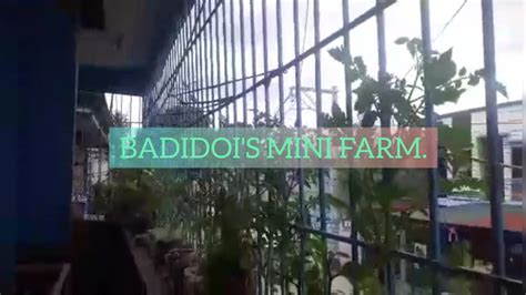 Badidoi S Mini Farm Para Makatipid Sa Bilihin Ng Mga Gulay Youtube