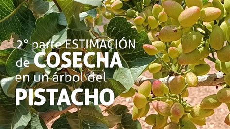 Estimaci N De Cosecha En Un Rbol Del Pistacho Parte Youtube