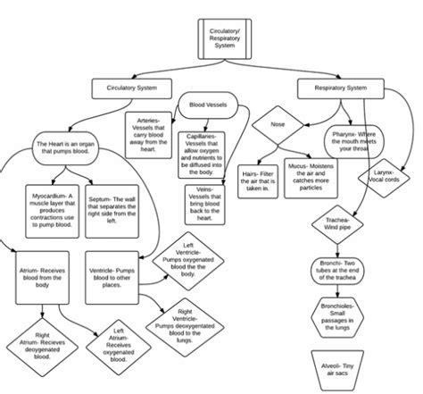 Flow Chart Of Human Respiratory System Ponasa