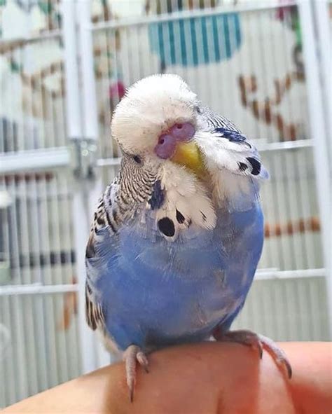 English Budgie Care Guide Size Personality Lifespan And Faqs