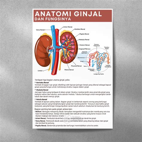 Jual Poster Kesehatan Anatomi Ginjal Manusia A3 Gambar Edukasi