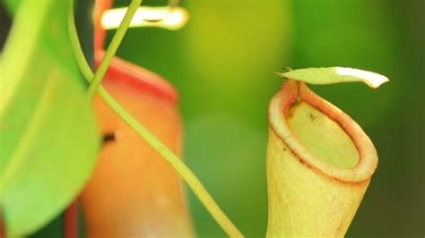 Carnivorous Plant Description And Facts Britannica