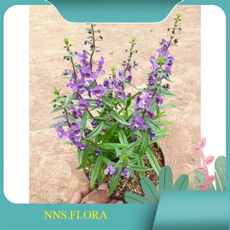 Jual Tanaman Bunga Lavender Tanaman Pengusir Nyamuk Shopee Indonesia