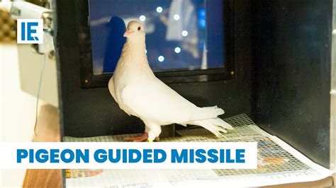 How Were Pigeons Used For Guided Missiles Youtube