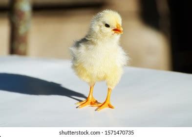 Naked Neck Chick Stock Photo Shutterstock