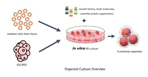 Unlocking The Potential Of Organoid Culture The Key Role Of Growth