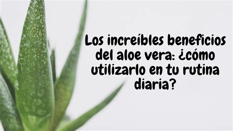 Los Increíbles Beneficios Del Aloe Vera ¿cómo Utilizarlo En Tu Rutina Diaria Youtube