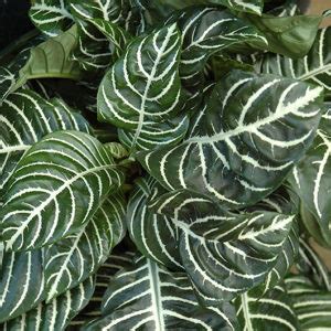 Zebra Plant Buchanan S Native Plants